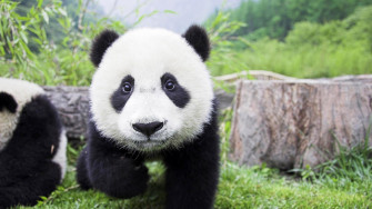 Panda Wallpaper