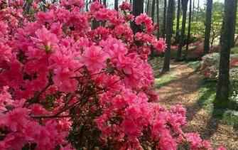 Azalea HD Desktop Wallpaper High Resolution
