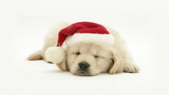 Christmas Puppy Dog HD Wallpaper For iPhone