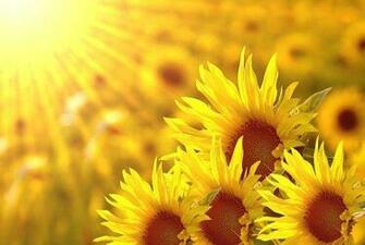 Sunflowers In The Morning Wall Mural Feet Inch By