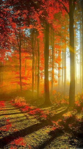 Forest Road iPhone Wallpaper HD Cool Plus Background
