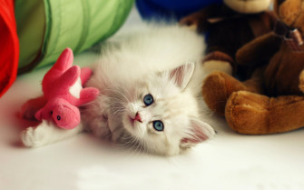 Cute Kitten Desktop Wallpaper