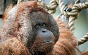 Animal Orangutan Wallpaper