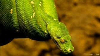 Green Tree Python Wallpaper