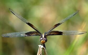 Insect Macro Wallpaper High Quality