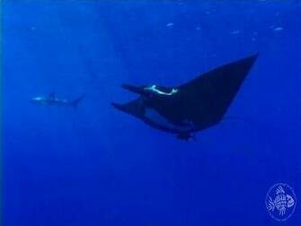 Scuba Diving Wallpaper