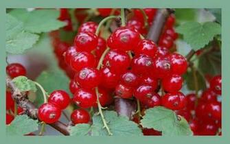Red Berries Wallpaper