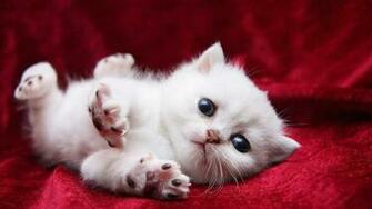 Kitten Wallpaper High Definition Quality