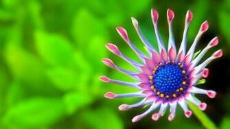 Awesome Nature 4k Wallpaper Imgprix