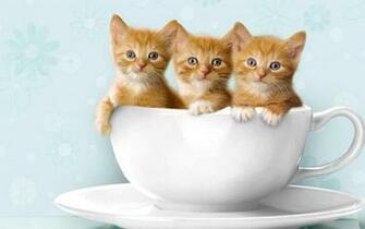Baby Animal Pictures With Captions Quotes Words Sayings For