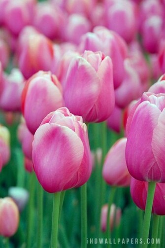 Pink Tulip Flowers HD Wallpaper IHD