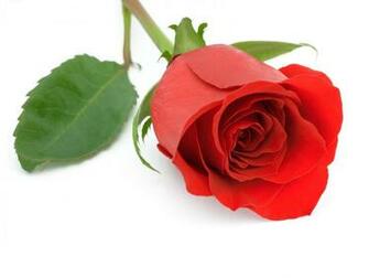 Animals Zoo Park Single Red Rose Wallpaper For Desktop