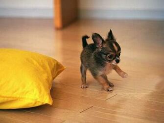 Wallpapertock Net1024x768 Cute Chihuahua Puppy