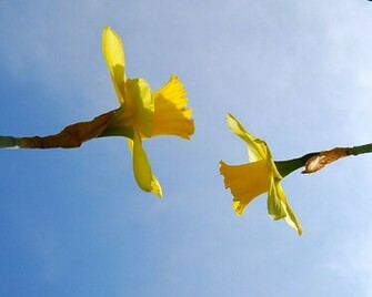 Spring Daffodils Wallpaper