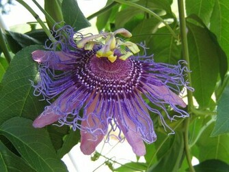 Exotic Flowers Wallpaper