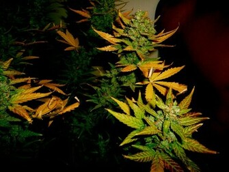 Marijuana Leaf Exclusive HD Wallpaper