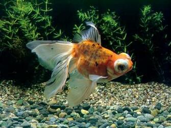 Chinese Goldfish Wallpaper Pet Gold