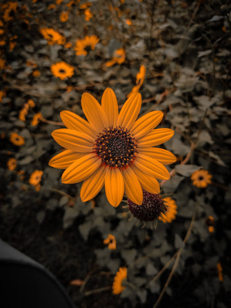 Top Flower Mobile Wallpaper Full HD 4k To Use