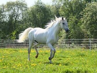 Send To Mobile Phone Gallop Horses Wallpaper Num