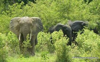 Wide Screen Animal Wallpaper Screensavers And Background
