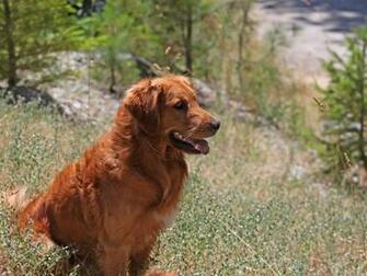 Dog Puppy Playing Outdoor Hot Summer Day Wallpaper