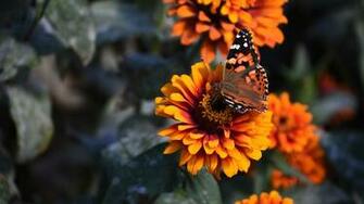 4k Widescreen Zinnia Butterfly Flower Wallpaper