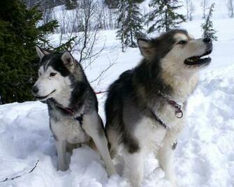 Dogs In The Snow Photo And Wallpaper Beautiful Siberian Husky