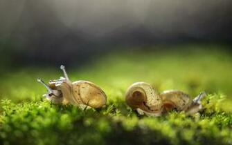 Cute Three Snail And Nature Background Click To