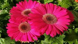 Light Pink Daisies Wallpaper Gerbera Daisy