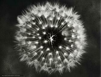 Wallpaper Dandelion Macro Black And White Desktop