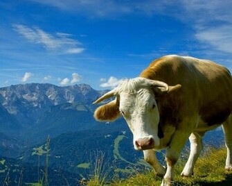 Click To The Wallpaper Cute Animals Post Peaceful Cow