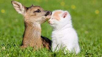 Kitten And Baby Deer Wallpaper Image Pictures