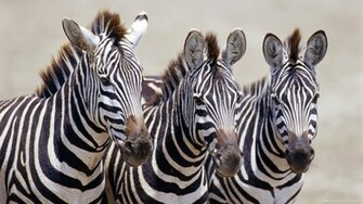 Zebra Background For Computers Wallpaper