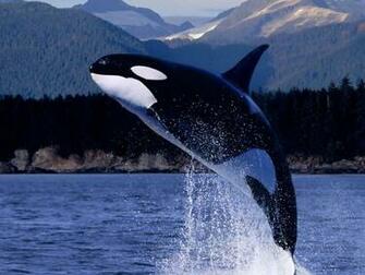 Killer Whale Orca Jpg