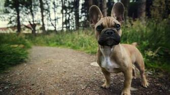 French Bulldog Wallpaper HD Net