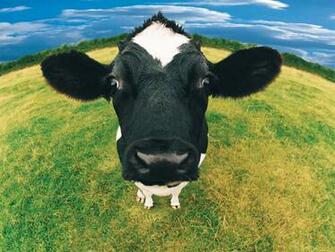 Farm Animals Wallpaper Image Photos Pictures And Background For