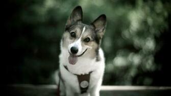 Cute Dog Photo Desktop Pc And Mac Wallpaper