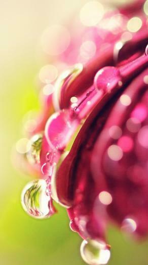 Apple iPhone Wallpaper Bokeh Drops Flower Jpg