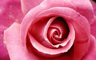 Beautiful Pink Roses Pictures Wallpaper Designs