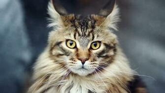 Cat Face Furry HD Wallpaper Is A Fantastic For Your Pc