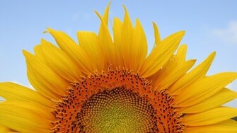 Sunflower Computer Wallpaper Desktop Background Id