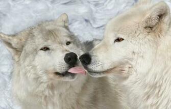 White Wolves In Love Jpg