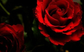 Red Rose Roses Wallpaper