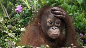 Orangutan HD Wallpaper Background Image