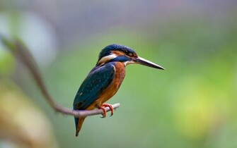 Kingfisher Computer Wallpaper Desktop Background Id