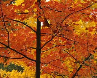 Desktop Wallpaper Fall Foliage In HD