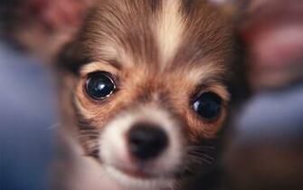 Chihuahua Puppy