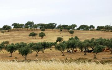 Alentejo Portugal One Wallpaper Stock Photos