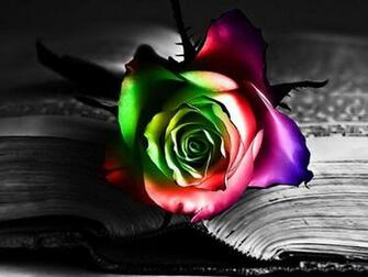 Tags Colourful Rose Wallpaper640x480 Wallpaper Screensaver