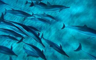 Hawaiian Spinner Dolphins Windows Fond D Cran
